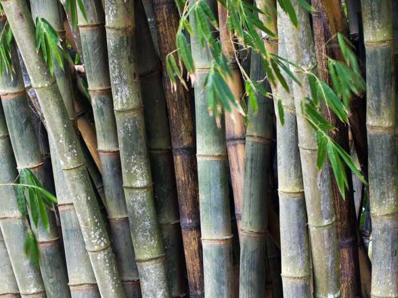 Kalkuttai bambusz - Különleges évelők az Egzotikus Növények Stúdiója kínálatából